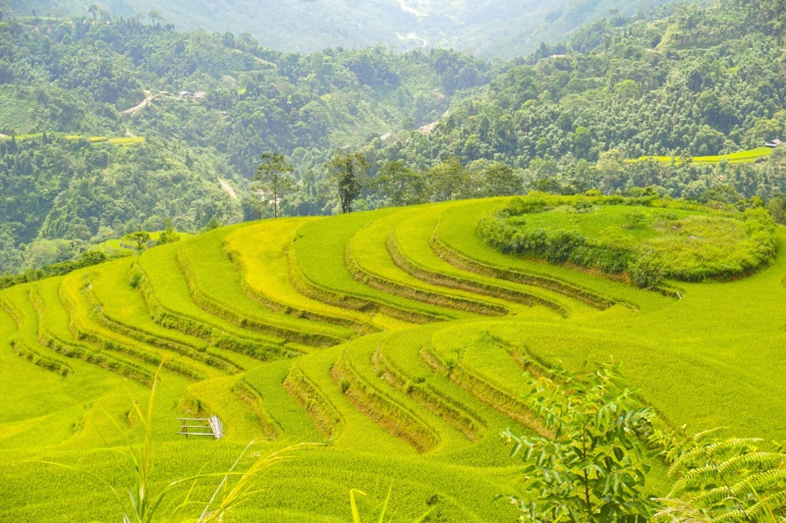 Săn mùa vàng Hà Giang: Kinh nghiệm trọn vẹn mùa lúa chín trên cao nguyên đá